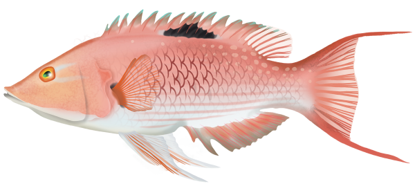 Blackspot Pigfish - Marinewise