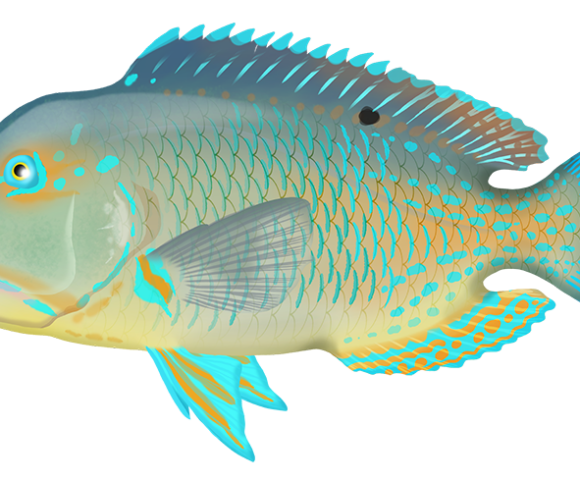 Blackspot Tuskfish - Marinewise