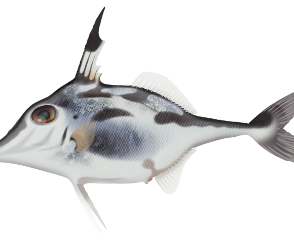 Blacktip Tripodfish - Marinewise