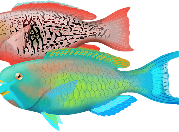 Blackvein Parrotfish - Marinewise