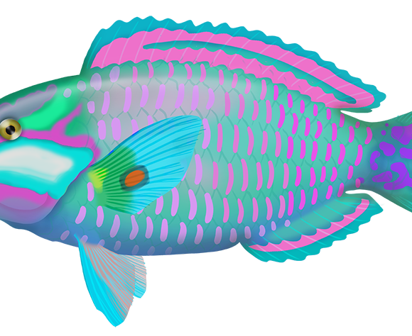 Bleeker´s Parrotfish - Marinewise