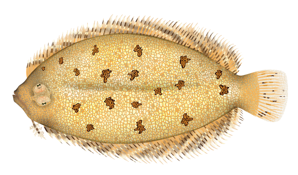 Blotched Flounder - Asterhombus Intermedius | Marinewise