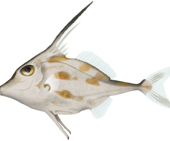 Blotched Tripodfish - Marinewise