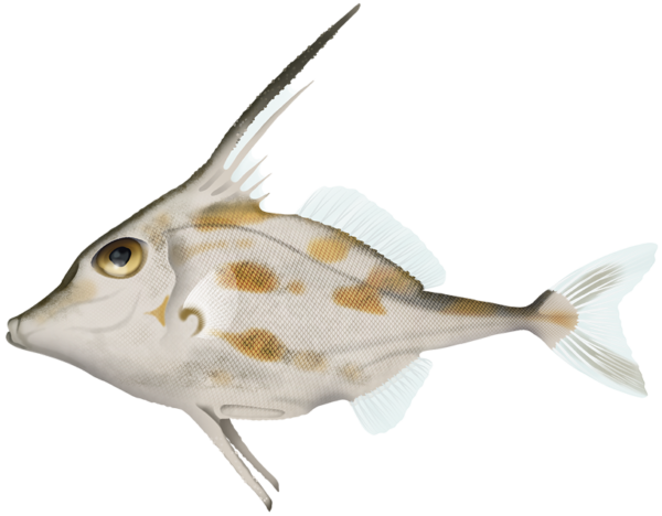 Blotched Tripodfish - Marinewise