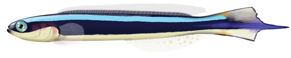 Blue-Lined Hulafish - Marinewise