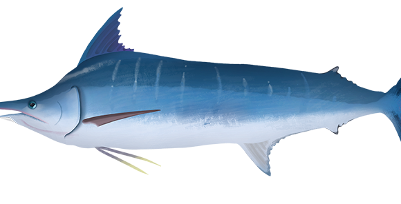 Blue Marlin - Marinewise