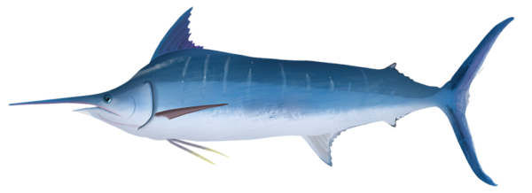 Blue Marlin - Marinewise