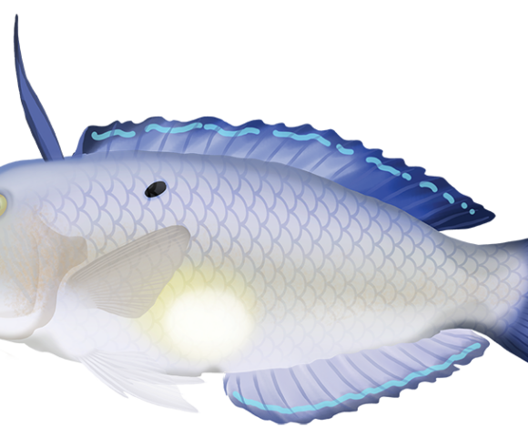 Blue Razorfish - Marinewise