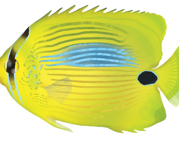 Blue Spot Butterflyfish - Marinewise