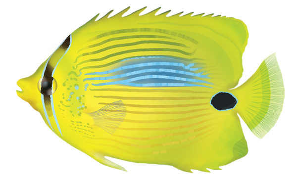Blue Spot Butterflyfish - Marinewise