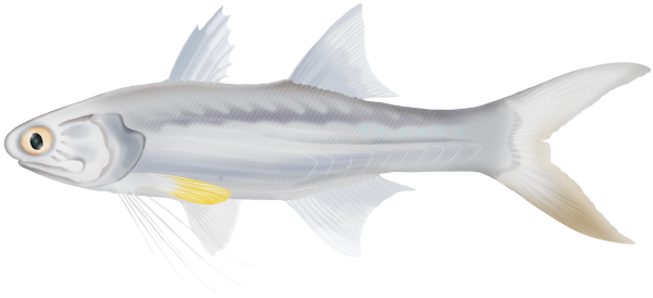 Blue Threadfin - Marinewise