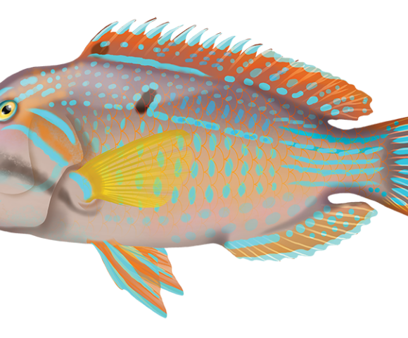 Blue-spotted Tuskfish - Marinewise