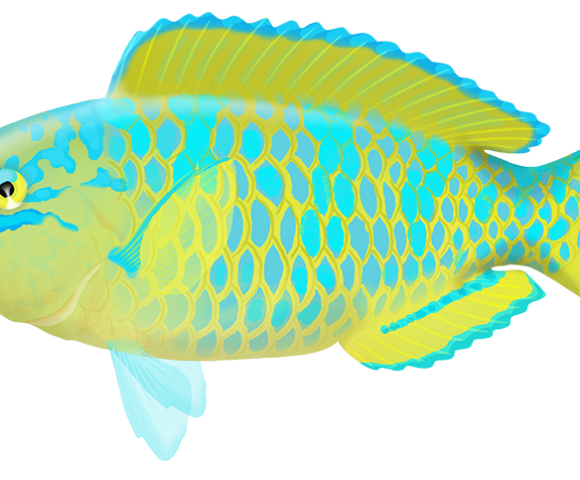 Bluebarred Parrotfish - Marinewise