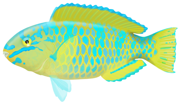 Bluebarred Parrotfish - Marinewise