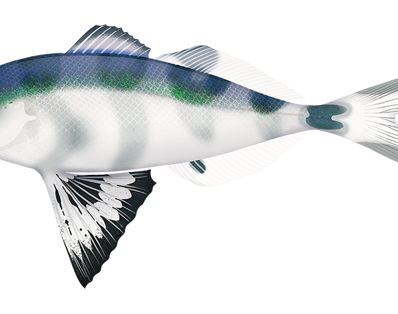 Bluebottle Fish - Marinewise