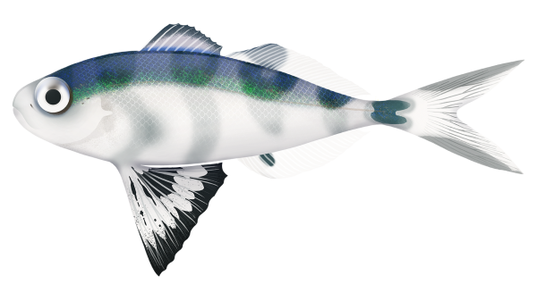 Bluebottle Fish - Marinewise
