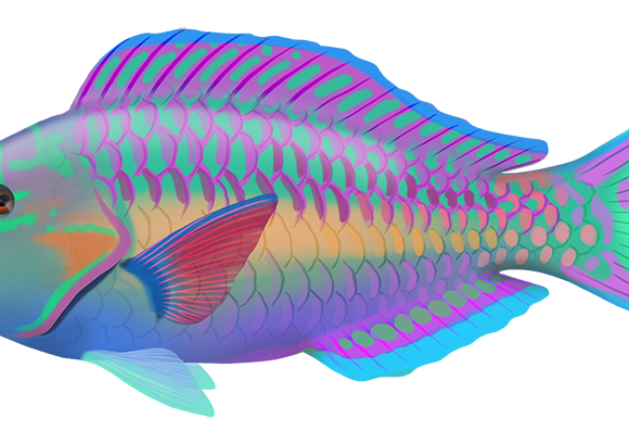 Bluebridle Parrotfish - Marinewise