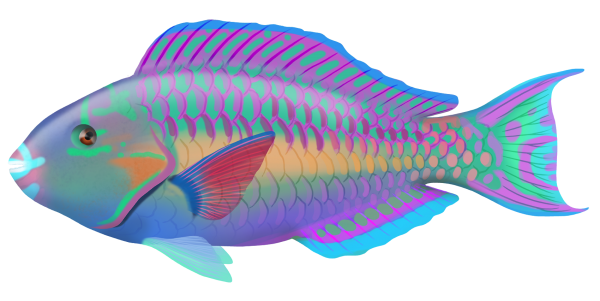 Bluebridle Parrotfish - Marinewise