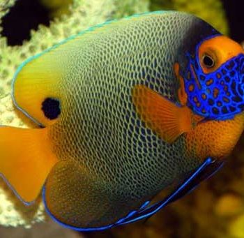 Bluefaced Angelfish reef