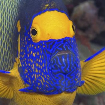 Bluefaced Angelfish up close