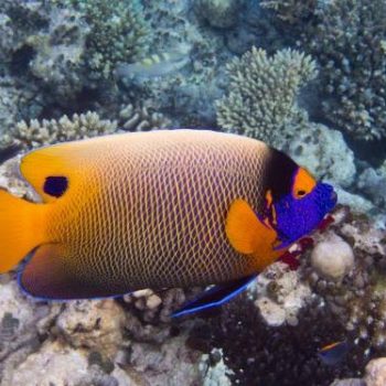 Bluefaced Angelfish swimming on reef