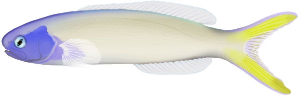 Bluehead Tilefish - Marinewise