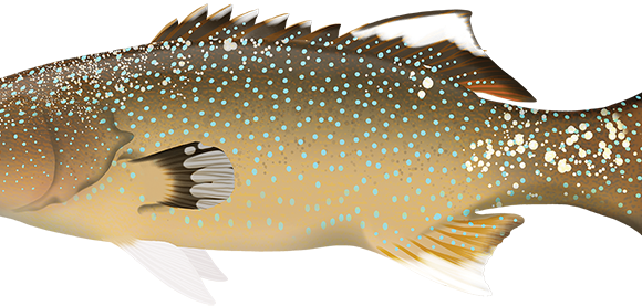 Bluespotted Coral Trout - Marinewise