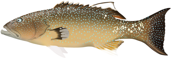 Bluespotted Coral Trout - Marinewise