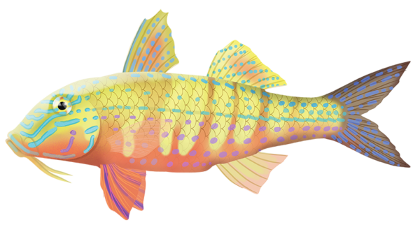 Bluespotted Goatfish - Marinewise