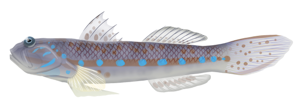 Bluespotted Mangrove Goby - Marinewise