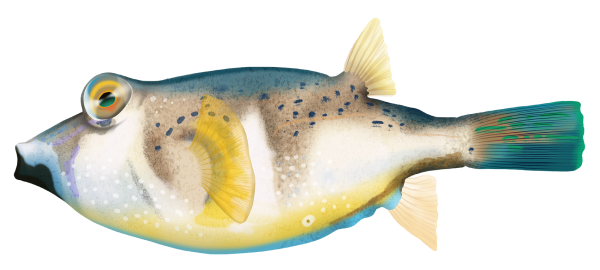 Bluespotted Toadfish - Marinewise