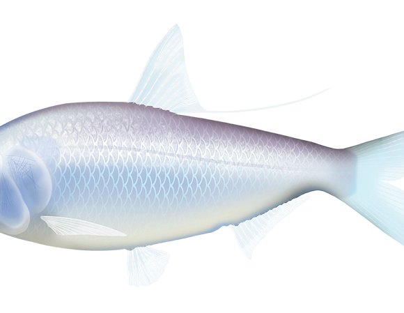 Bony Bream - Marinewise