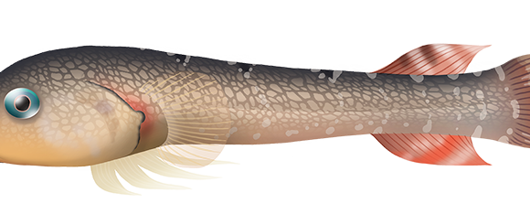 Broad Clingfish - Marinewise