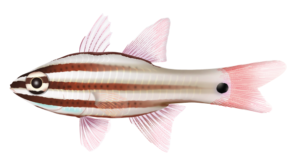Broadstriped Cardinalfish - Marinewise