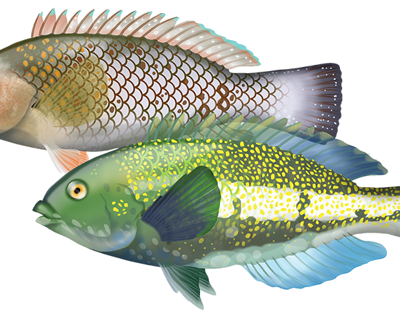 Brownspotted Wrasse - Marinewise
