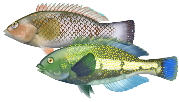 Brownspotted Wrasse - Marinewise