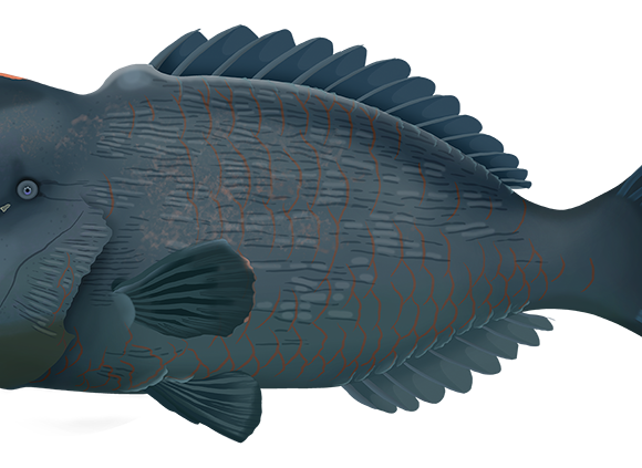 Bumphead Parrotfish - Marinewise