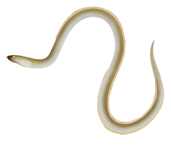 Burrowing Snake Eel - Marinewise