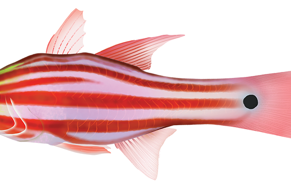 Candystripe Cardinalfish - Marinewise