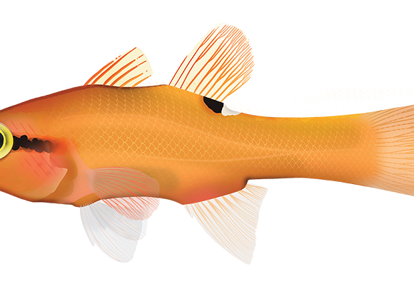 Cave Cardinalfish - Marinewise