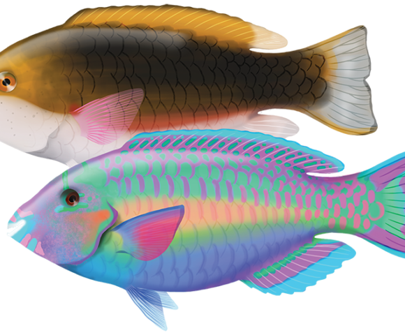 Chamaleon Parrotfish - Marinewise