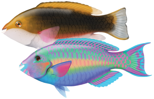 Chamaleon Parrotfish - Marinewise