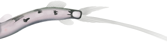 Chun's Telescopefish - Marinewise