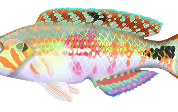 Cloud Wrasse - Marinewise