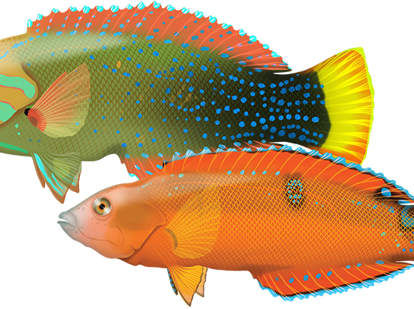 Clown Wrasse - Marinewise