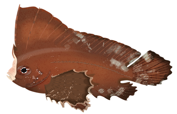 Cockatoo Waspfish - Marinewise