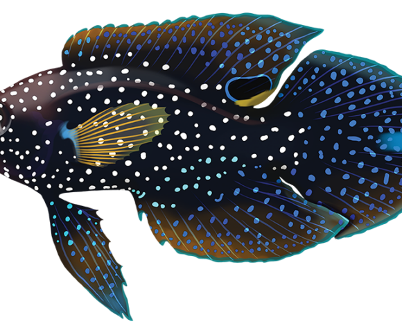 Comet Fish - Marinewise