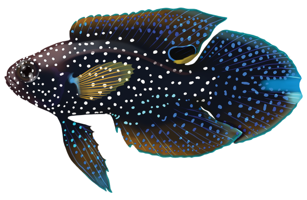 Comet Fish - Marinewise