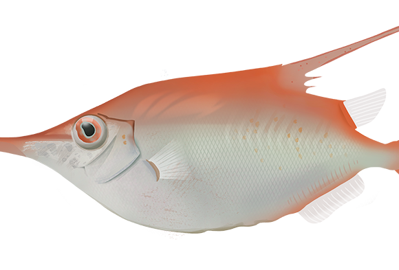 Common Bellowsfish - Marinewise