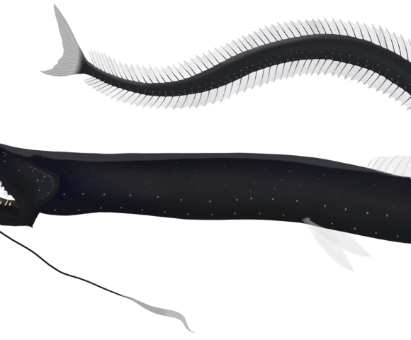 Common Black Dragonfish - Marinewise
